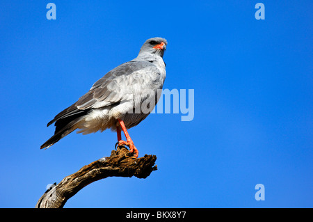 Southern Pale Chanting Goshawk (Melierax canorus), Afrique du Sud Banque D'Images