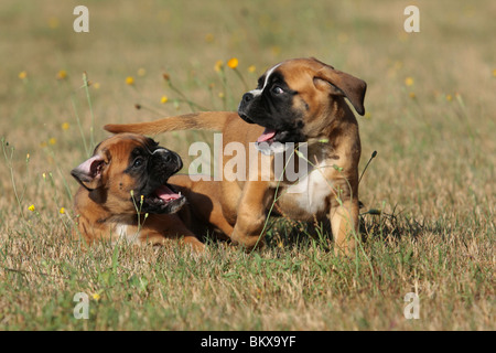 Jouer Chiots Boxer allemand Banque D'Images