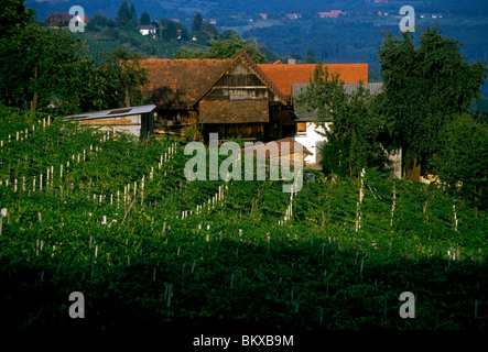 Vigne Raisin Raisin, vignes, vignoble, vignes, Schilcher Wine Route, ville de Greisdorf Greisdorf, Styrie, Autriche, de l'État Banque D'Images