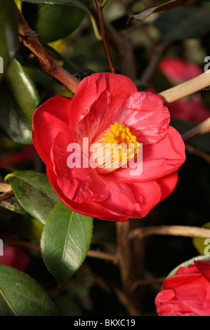 Japanese camellia (camellia japonica 'drama girl') Banque D'Images