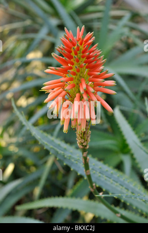 Candelabra aloe (aloe arborescens) Banque D'Images