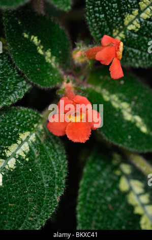 Episcia cupreata flamme (violet) Banque D'Images