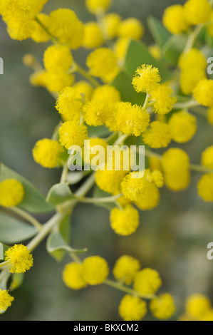 Feuille couteau wattle (acacia cultriformis) Banque D'Images