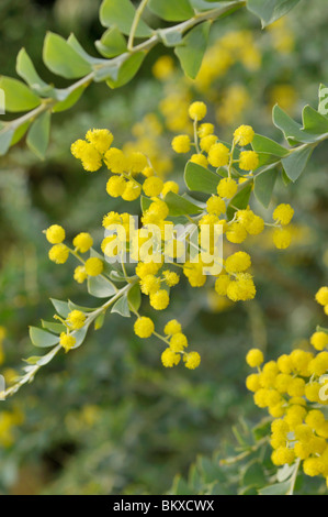 Feuille couteau wattle (acacia cultriformis) Banque D'Images