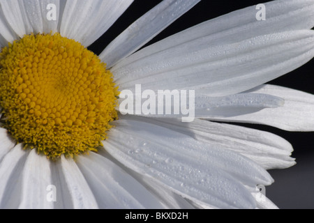 Close-up d'une marguerite (Leucanthemum x superbum 'Alaska') Banque D'Images