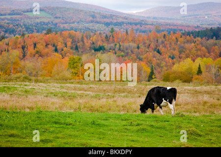 Une vache ar sur la montagne ferme en automne dans le nord-est du royaume. East Burke. Banque D'Images