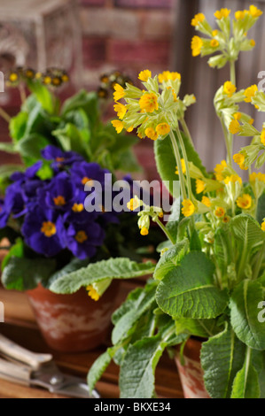 Coucou bleu (primula veris)' 'cabrillo Banque D'Images