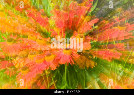 Marguerites dans Holehird Gardens Windermere Lake District UK Banque D'Images