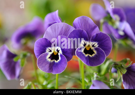 Pansy cornu (viola cornuta) Banque D'Images