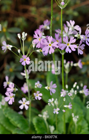 Primrose primula malacoides (FÉE) Banque D'Images