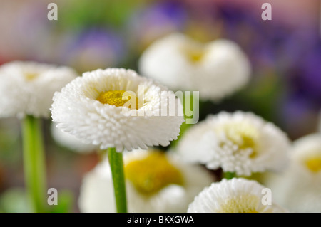 La marguerite commune (Bellis perennis) Banque D'Images