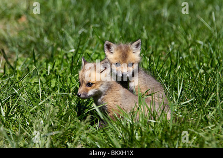 Deux renards rouge bébé jouer ensemble dans Floyd Comté (Indiana) Banque D'Images