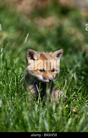 Baby Red Fox se reposant dans l'herbe dans Floyd Comté (Indiana) Banque D'Images