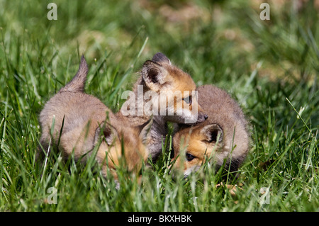 Le renard rouge bébé au repos dans l'herbe dans Floyd Comté (Indiana) Banque D'Images