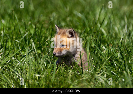 Bébé Alerte Red Fox dans l'herbe dans Floyd Comté (Indiana) Banque D'Images