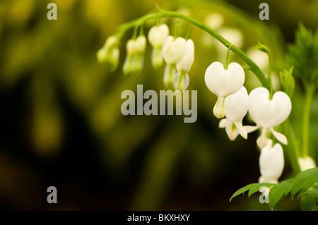 Dicentra spectabilis 'Alba' AGM en fleur Banque D'Images