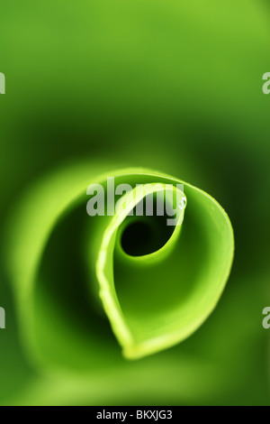 Résumé de gouttes d'eau sur les feuilles de choux (Lysichiton camtschatcensis) à l'eau Viginia, Surrey, Royaume-Uni Banque D'Images