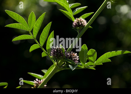 Glycyrrhiza glabra Réglisse, Banque D'Images