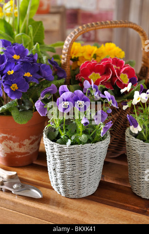 Horned pensées (viola cornuta) et comon primroses (Primula vulgaris primula acaulis) syn. Banque D'Images