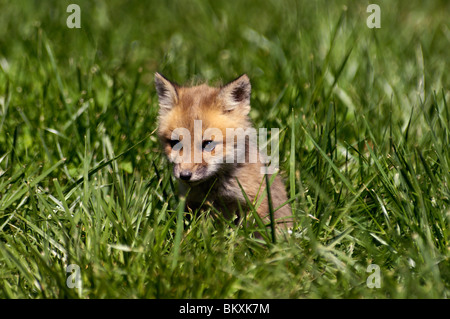 Bébé Alerte Red Fox dans l'herbe dans Floyd Comté (Indiana) Banque D'Images