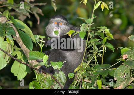 Singe bleu (Cercopithecus mitis) mangeant, forêt de Kakamega, Kenya. Banque D'Images