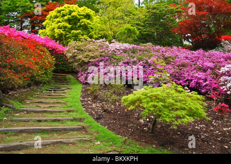 Azalées et rhododendrons dans le bol à punch, La Vallée des jardins, le paysage, Royal Windsor Great Park, Surrey, Royaume-Uni Banque D'Images