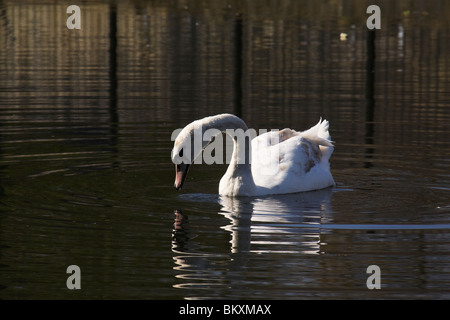 Un cygne, un reflet de l'eau, rivière Lee, Londres, Royaume-Uni. Banque D'Images