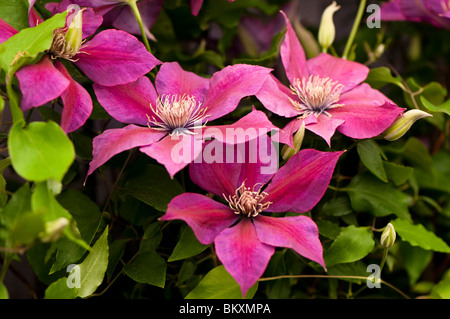 Clematis 'Picardie' en fleurs Banque D'Images