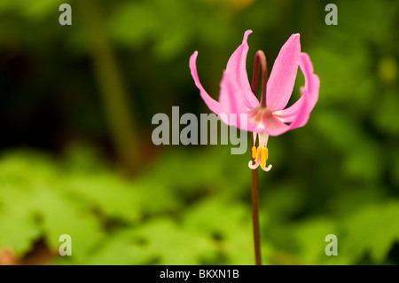 L'Erythronium revolutum 'Knighthayes' en fleurs Banque D'Images