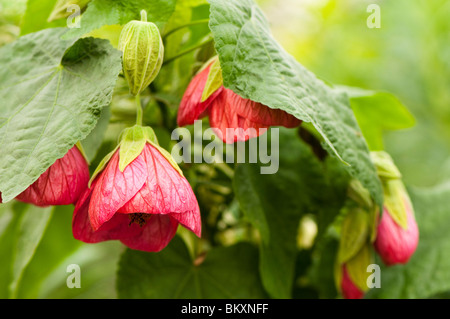 Abutilon hybride, en fleurs Banque D'Images