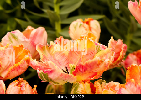 Tulip Parrot abricot en fleur Banque D'Images