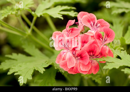 Pelargonium 'Lara' Starshine en fleur Banque D'Images