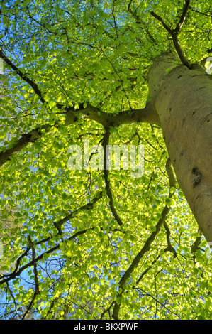 À la recherche d'un lion à ses branches, de nouvelles feuilles au printemps. Banque D'Images