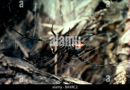 Le sud de l'araignée veuve noire (Latrodectus mactans : Theridiidae) femelle dans son site web, Mexique Banque D'Images