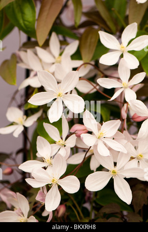 Clematis armandii 'Apple Blossom' en fleurs Banque D'Images