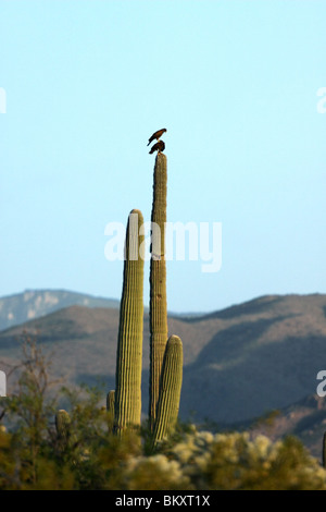 Harris Hawks 'Retour' permanent sur Saguaro cactus (Carnegia gigantia). Banque D'Images