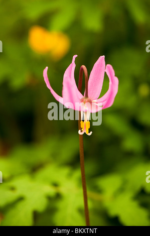 L'Erythronium revolutum 'Knighthayes' en fleurs Banque D'Images