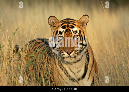 Portrait du tigre. Photo prise dans le Parc National de Ranthambhore, Inde Banque D'Images