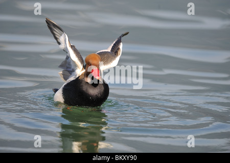 Nette rousse natation sur le lac Genova Suisse Banque D'Images