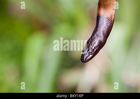 Un Python à tête noire (Aspidites melanocephalus) dans la forêt tropicale de Daintree, Queensland, Australie. Banque D'Images