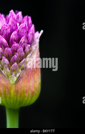 Allium hollandicum 'Purple Sensation'. Fleur d'Oignon ornemental sortant de bud sur fond noir Banque D'Images