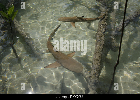 Les jeunes requins à pointe noire nager autour d'une forêt de mangrove au Mai Nam Beach sur Ko Surin, marine national park, Thaïlande Banque D'Images