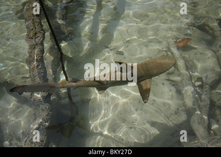 Un jeune requin de récif pointe noire nage autour d'une forêt de mangrove au Mai Nam Beach sur Ko Surin, marine national park, Thaïlande Banque D'Images