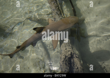 Un jeune requin de récif pointe noire nage autour d'une forêt de mangrove au Mai Nam Beach sur Ko Surin, marine national park, Thaïlande Banque D'Images