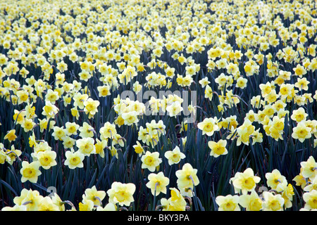 Les jonquilles dans un champ ; Townshend, Cornwall Banque D'Images