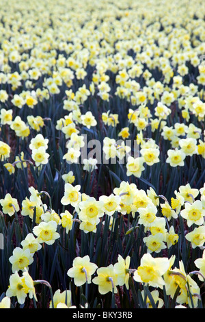 Les jonquilles dans un champ ; Townshend, Cornwall Banque D'Images