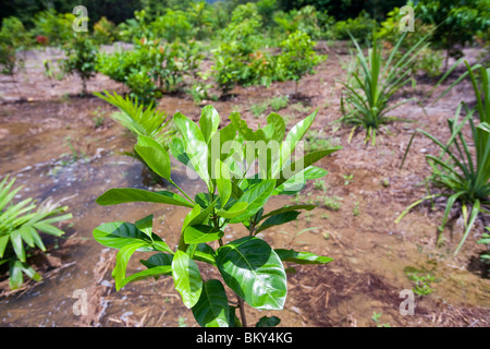 Les arbres plantés par la Fondation de la forêt tropicale australienne dans la forêt tropicale de Daintree. Banque D'Images