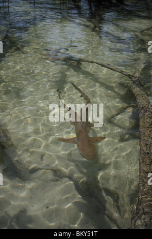 Les jeunes requins à pointe noire nager autour d'une forêt de mangrove au Mai Nam Beach sur Ko Surin, marine national park, Thaïlande Banque D'Images