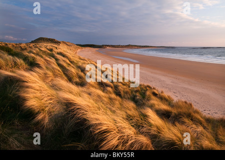 Dunes de sable doré de la baie de Northumberland Embleton Banque D'Images