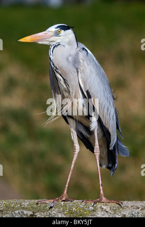 Héron cendré Ardea cinerea ; ; debout sur un mur Banque D'Images